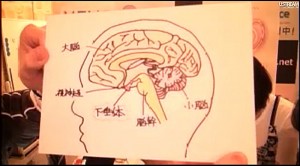 脳下垂体の図説